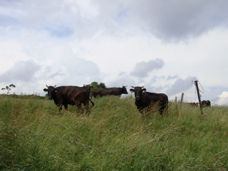 稲庭高原で放牧されている牛
