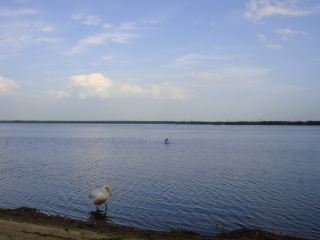 ウトナイ湖。白鳥がいました。