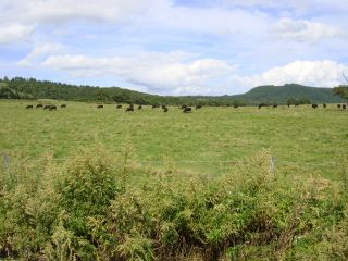 八甲田山で放牧されている肉牛