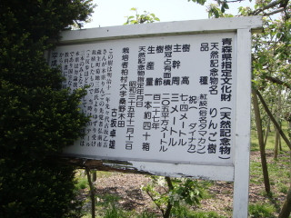 日本最古のりんごの樹は青森県指定天然記念物です。