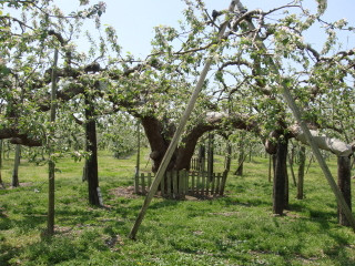 日本最古のりんごの樹