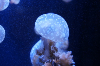 加茂水族館のクラゲ
