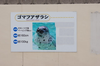 加茂水族館ではゴマフアザラシも飼育されています