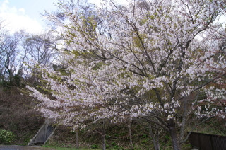 周辺の桜は散っていました。