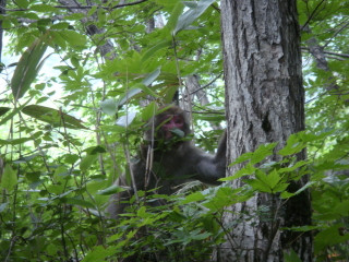 木の上から様子を伺う猿です。