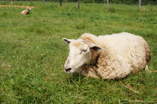 毛を刈る前のもふもふの羊です。