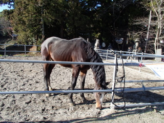 敷地内には馬を飼育する場所があります。