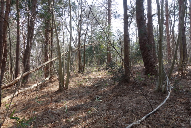 子午線標へ至るルートは松の木が多い。