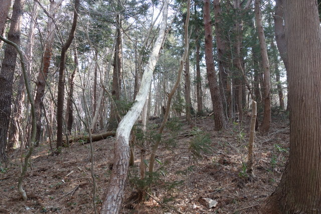 子午線標へ至るルートは雑木林だ。